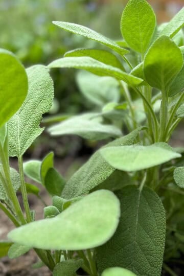 Sage in an herb garden.