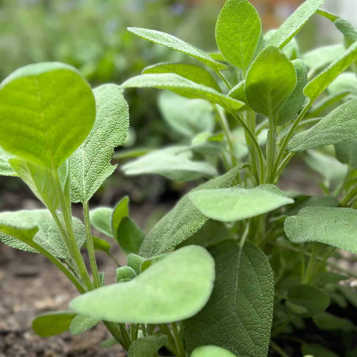 The 9 Biggest Herb Gardening Mistakes (And How to Avoid Them)