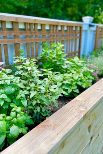 A newly planted raised bed herb garden.
