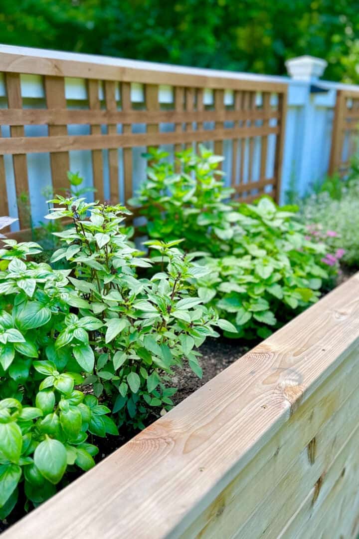 How to Make Herbal Salt with Fresh Garden Herbs - Celebrated Nest