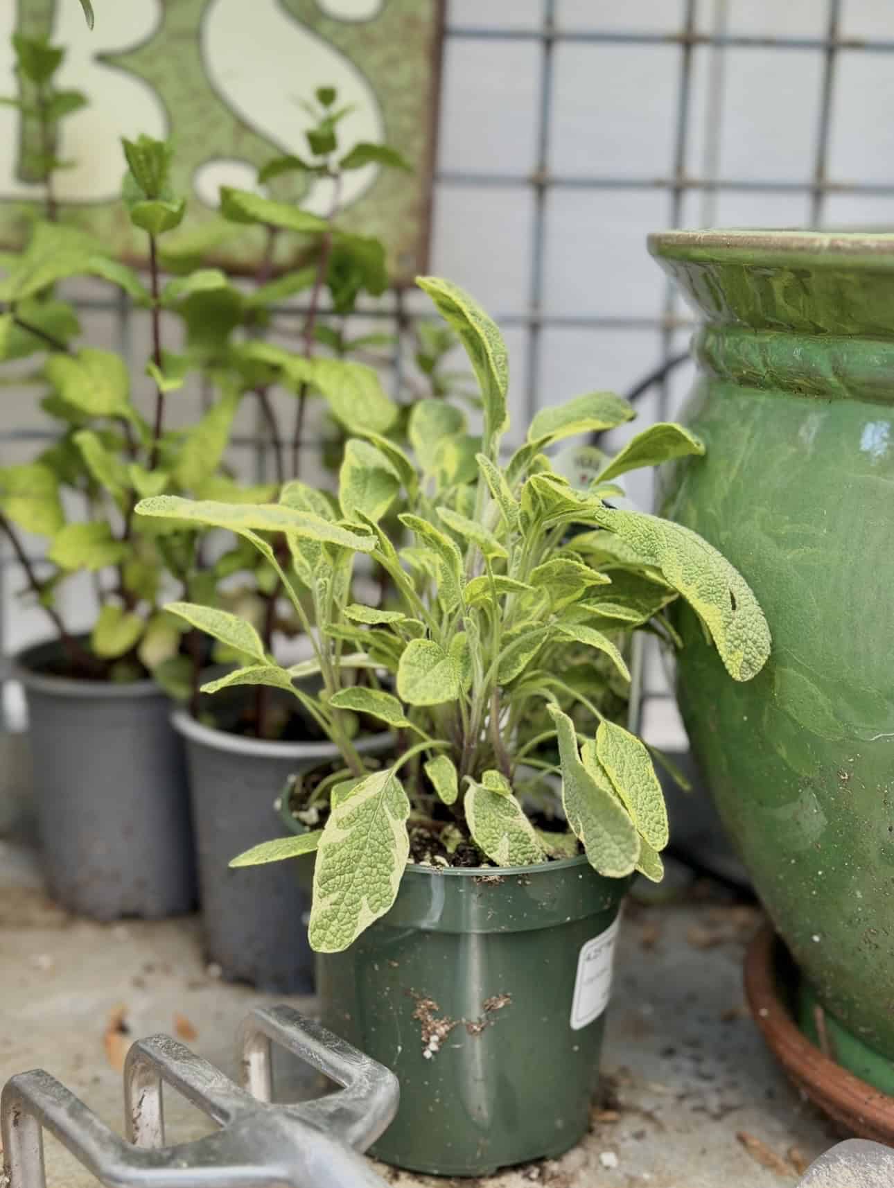 Potted sage from the garden center ready to be planted in spring. 