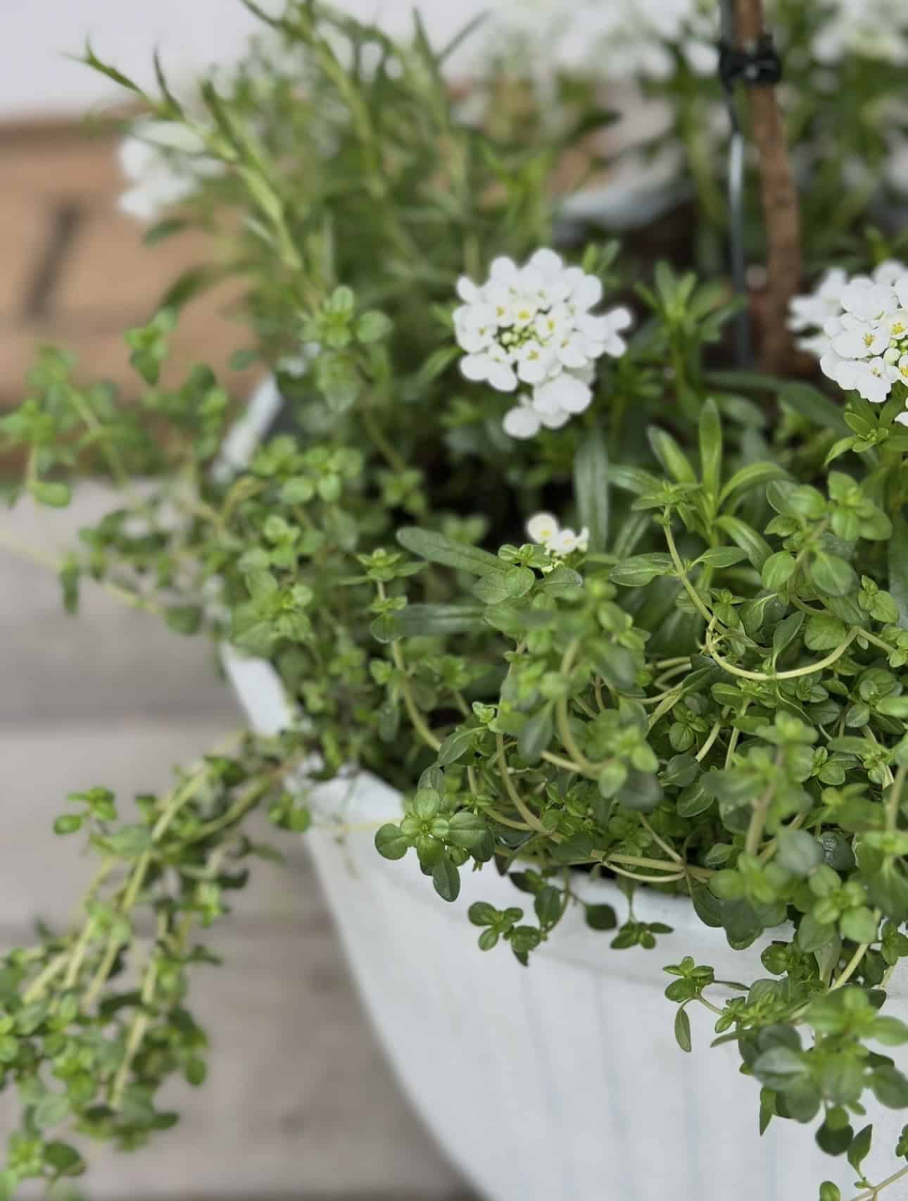 Thyme spilling out of my lavender tree container. 