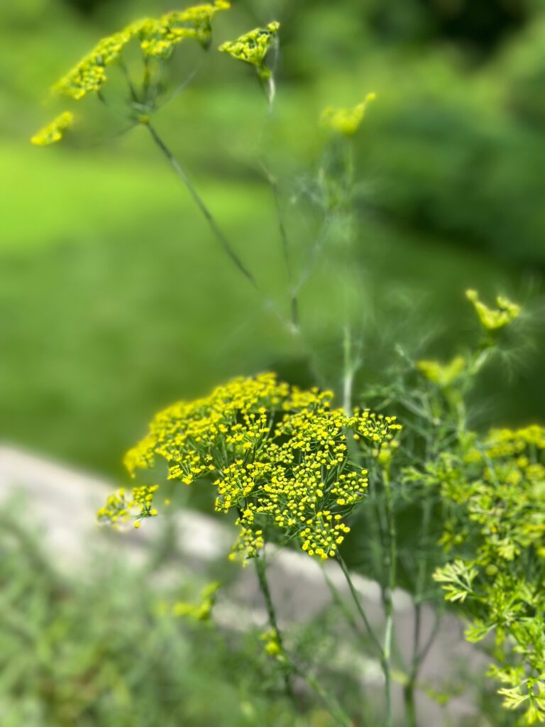 dill growing on our deck.