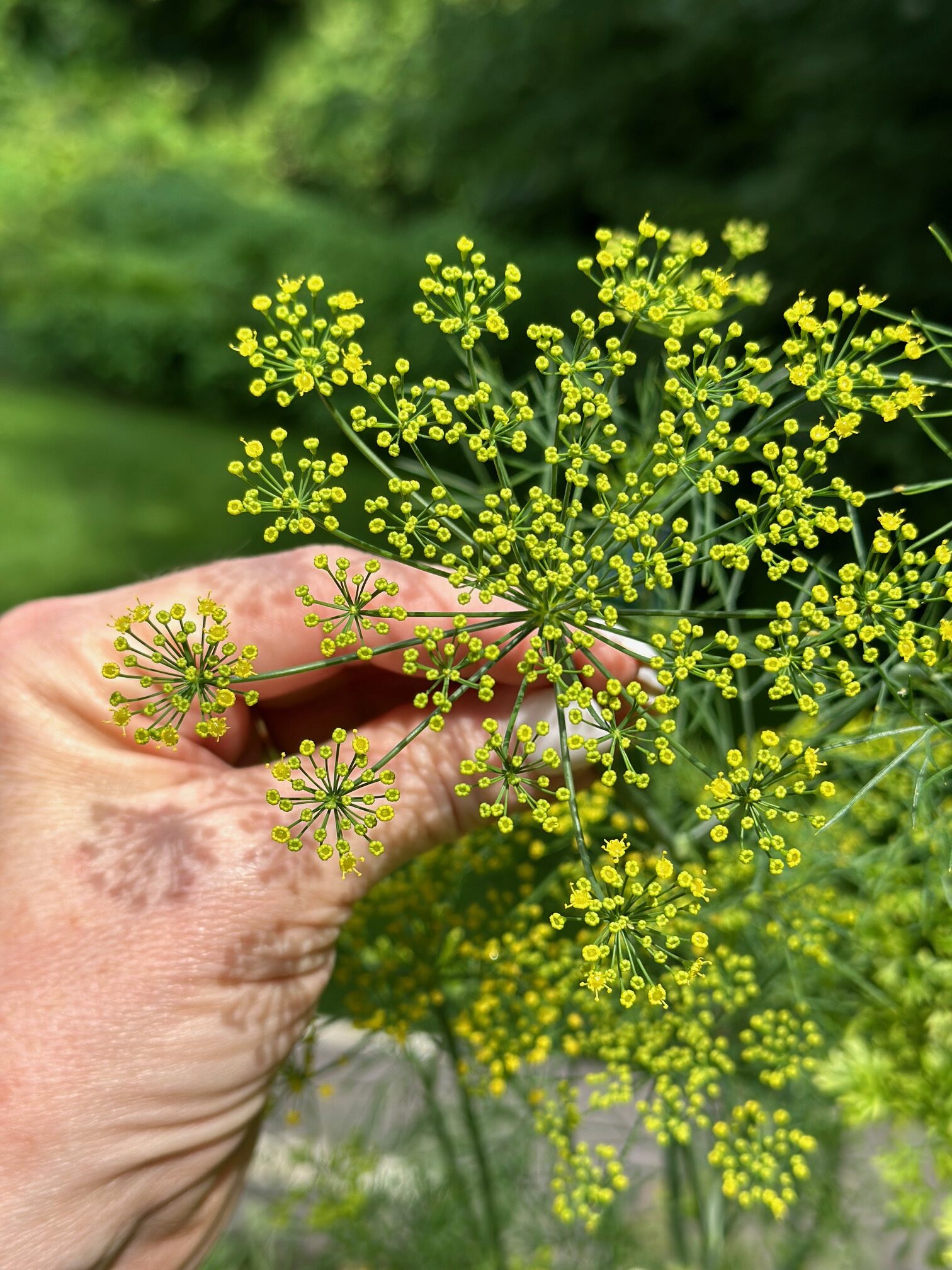Cutting Dill Made Easy: Techniques, Tips, and Uses