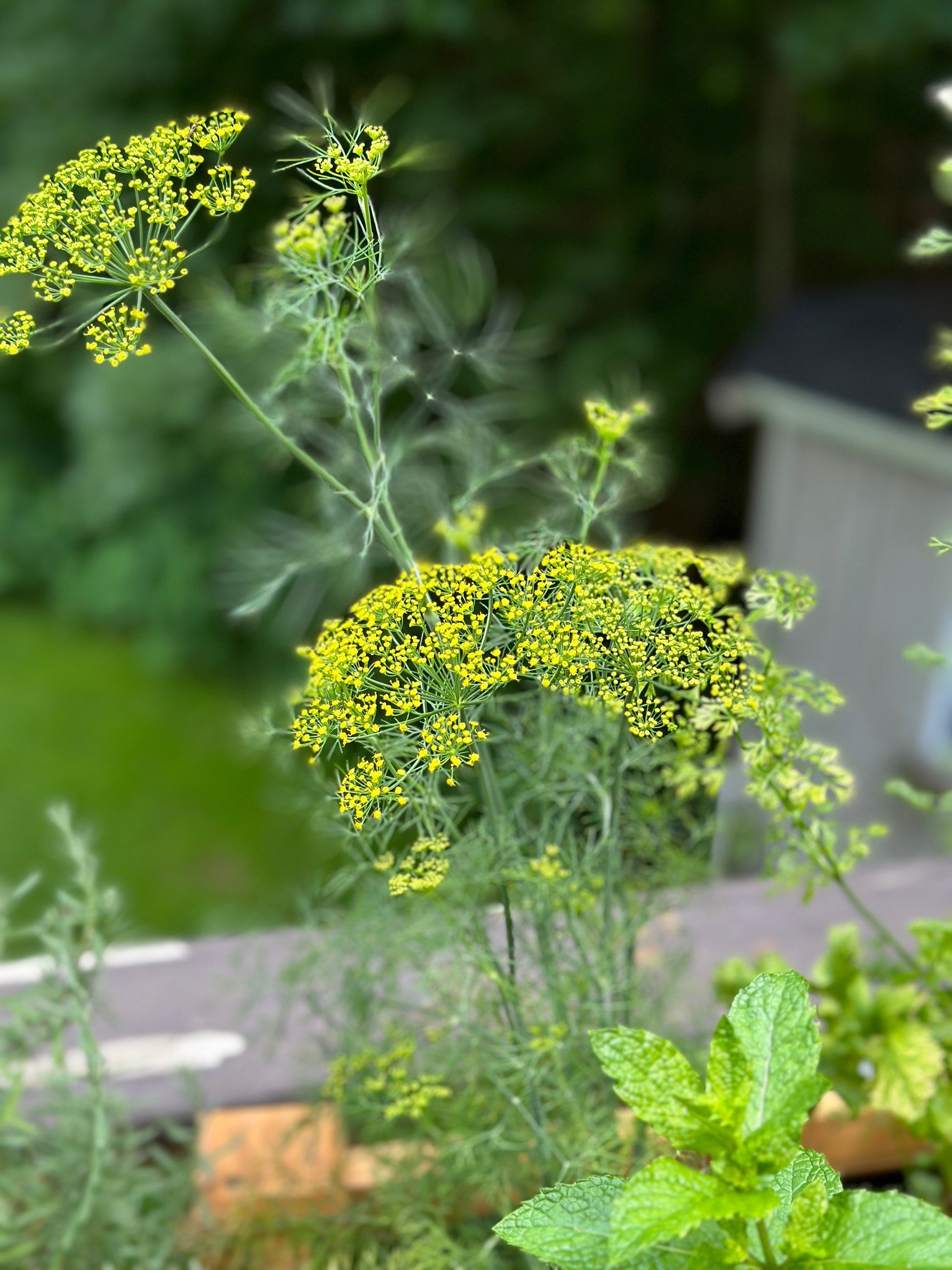 yellow dill flower head