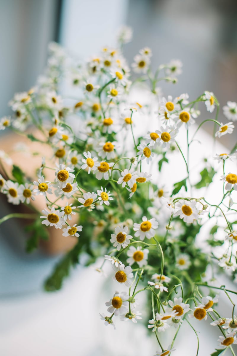 Smoke Chamomile blooms in the sunlight. 