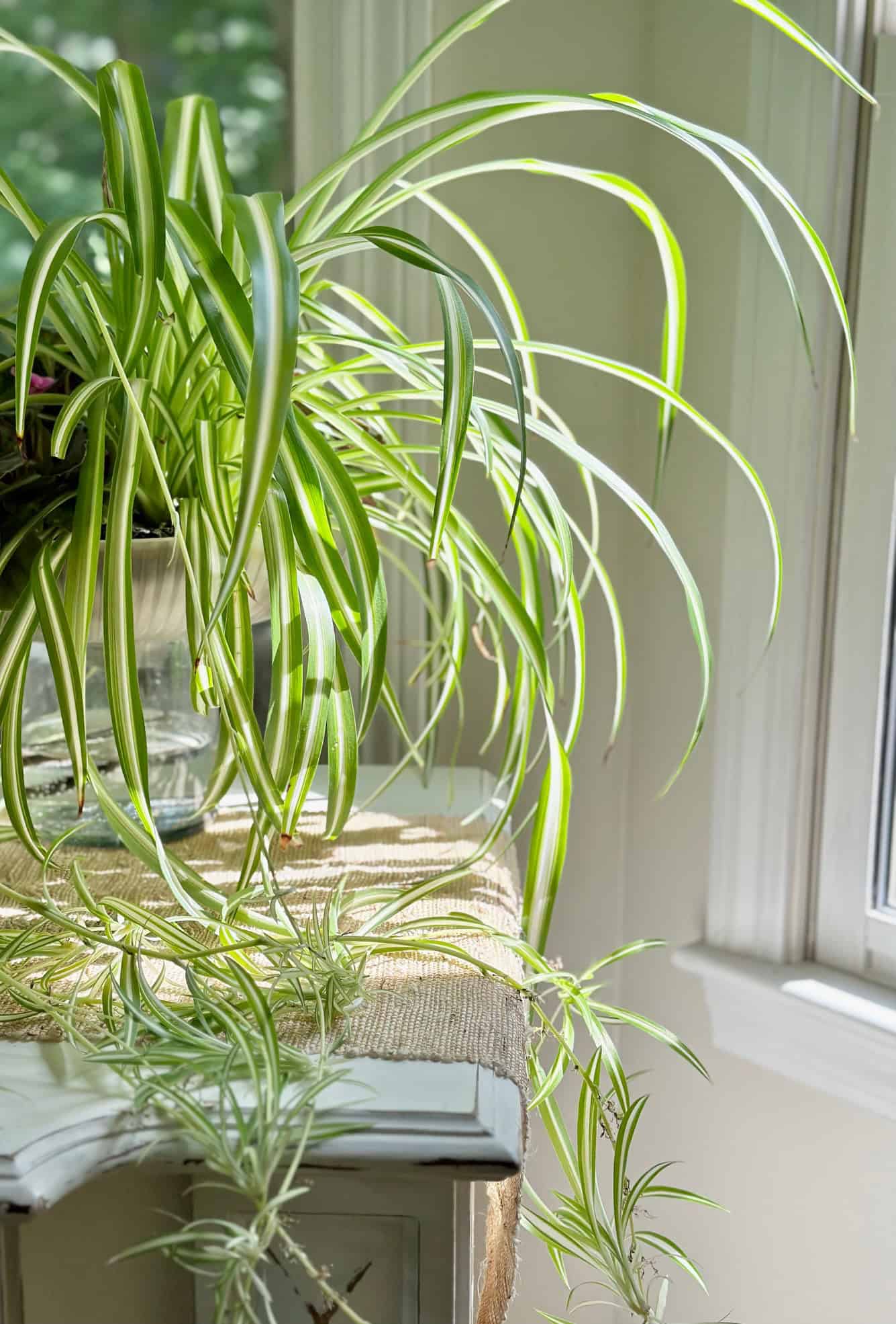 A spider plant basking in the afternoon sunlight. This plant is planted in a self watering pot in the best soil for spider plants. 