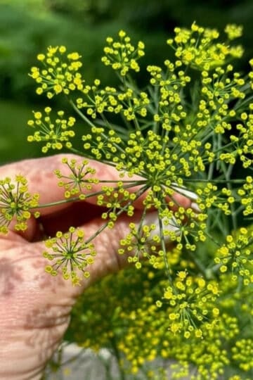 Holding a beautiful yellow dill flower.
