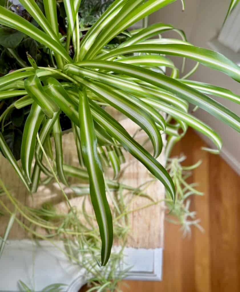 Top view of a large healthy spider plant in the right soil mix. 