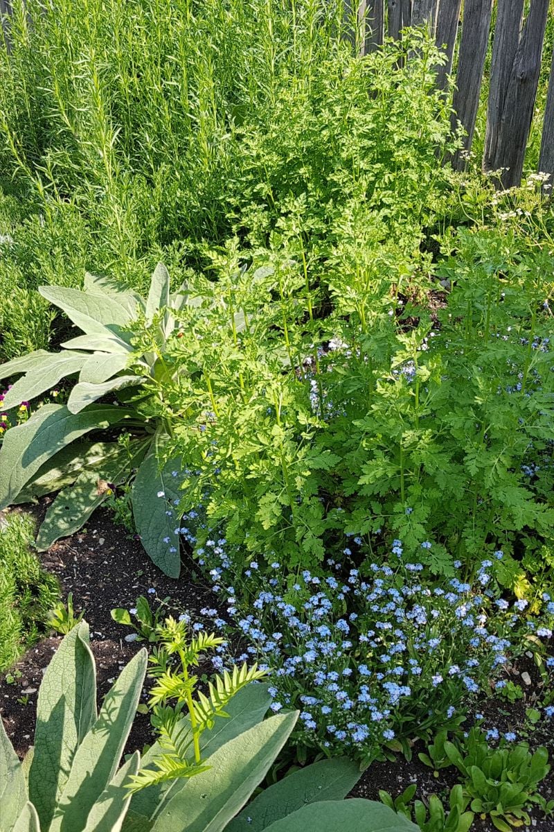 A beautiful lush herb garden. 