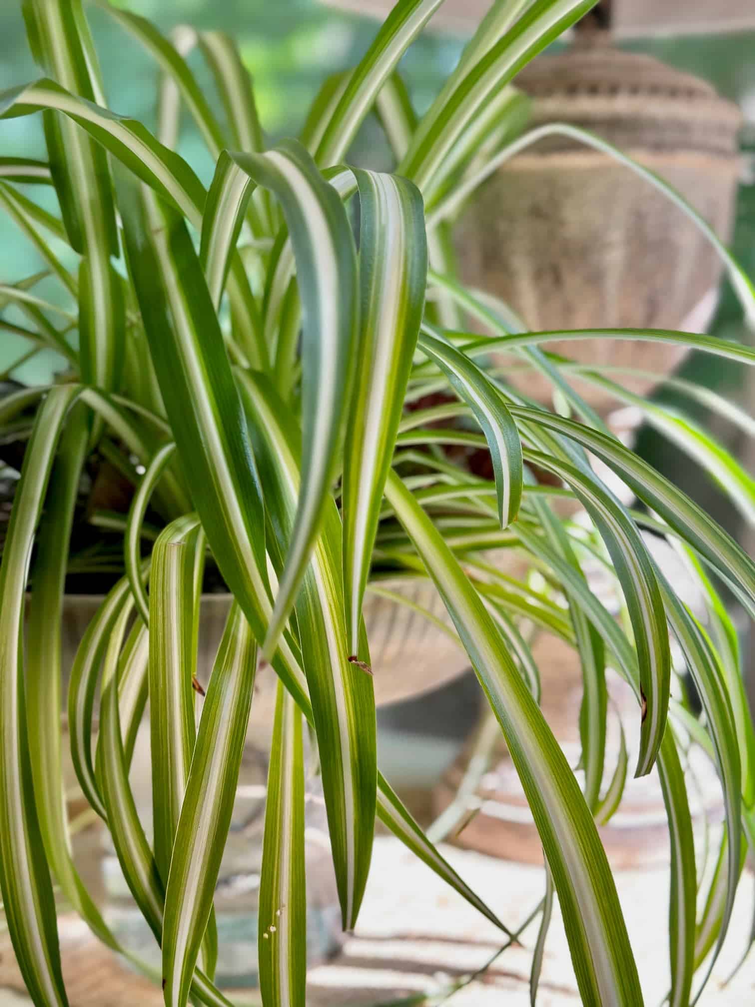 Close up of a large spider plant in a glass planter. 