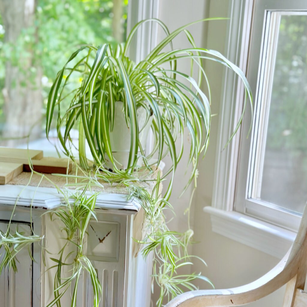 A beautiful thriving spider plant sitting on a buffet in the window. Spider plants are fast growers. I’ve used coffee occasionally, and it seems to support baby “spiderettes” and fuller leaf growth.