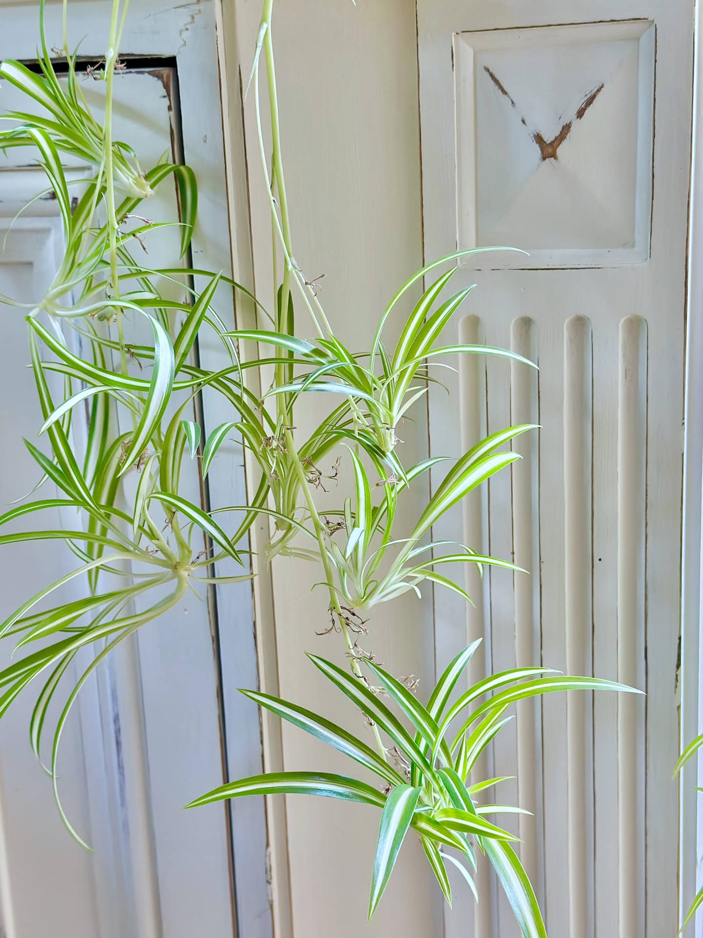 Baby "spiderettes" hanging from a white chalk painted buffet. 