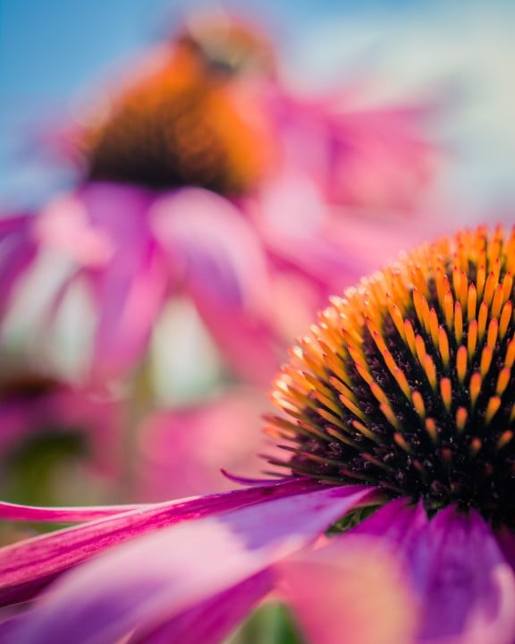 A close up of Echinacea plants with their bright orange centers. 