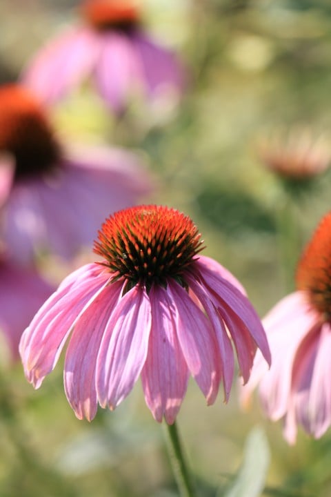 what does echinacea taste like. A photo of e. pallida. A variety of Echinacea. 