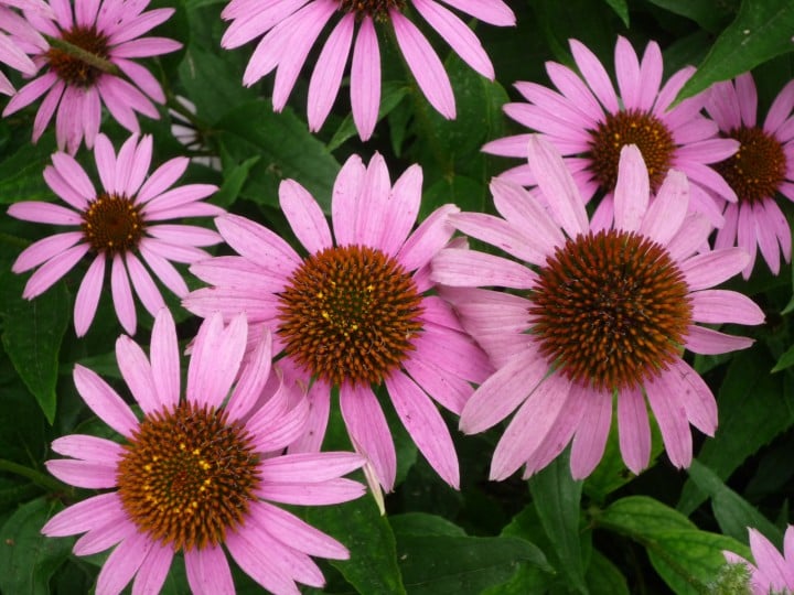 Some colorful echinacea plant blooms. They have extra large centers. 