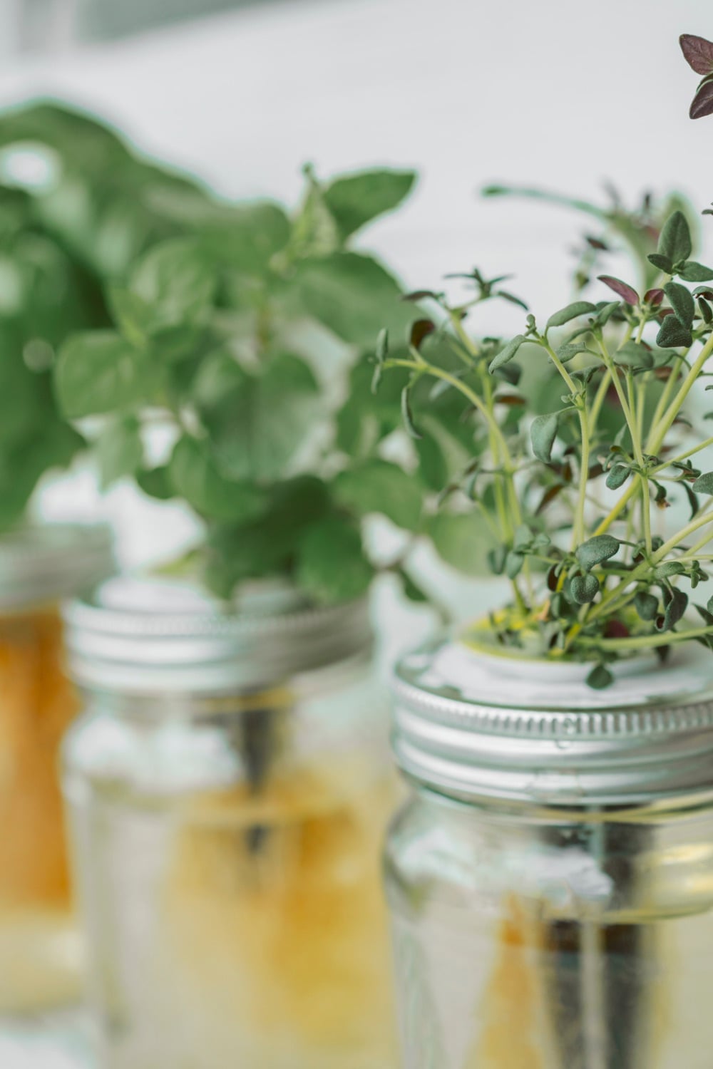 herbs in jars growing in water. 