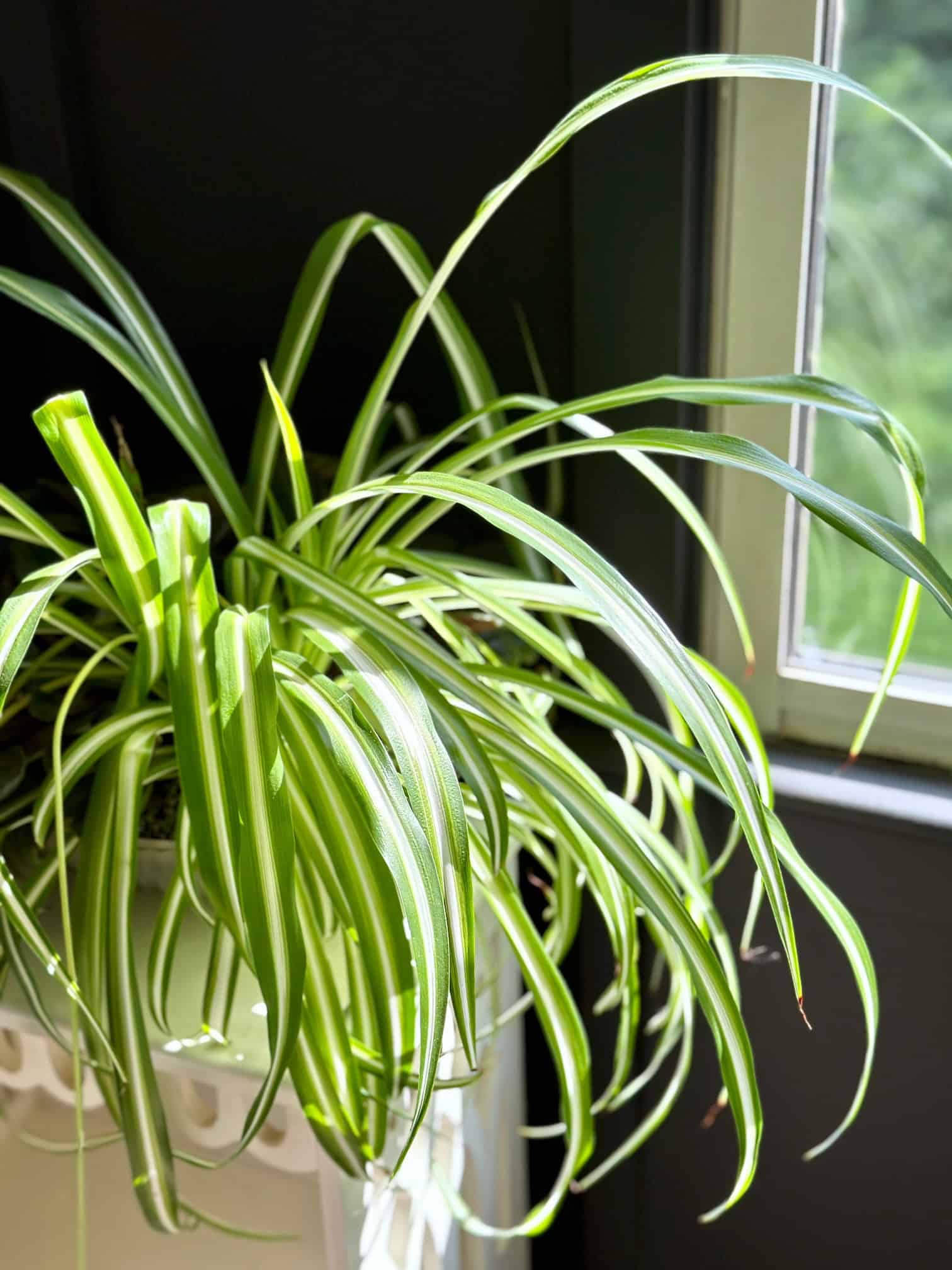 Bright sunny spider plant in window. 