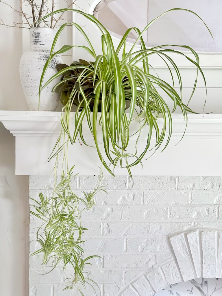 white brick mantel with a large spider plant with hanging babies.