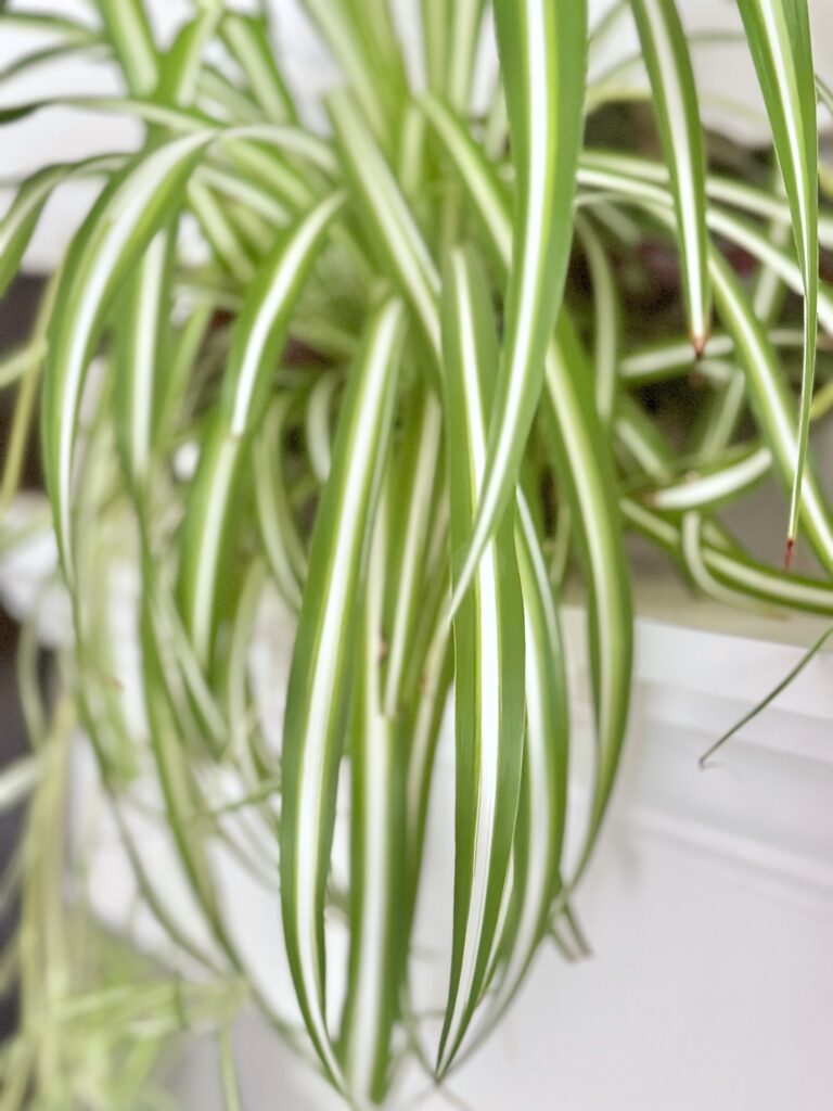a close up of a spider plant. 