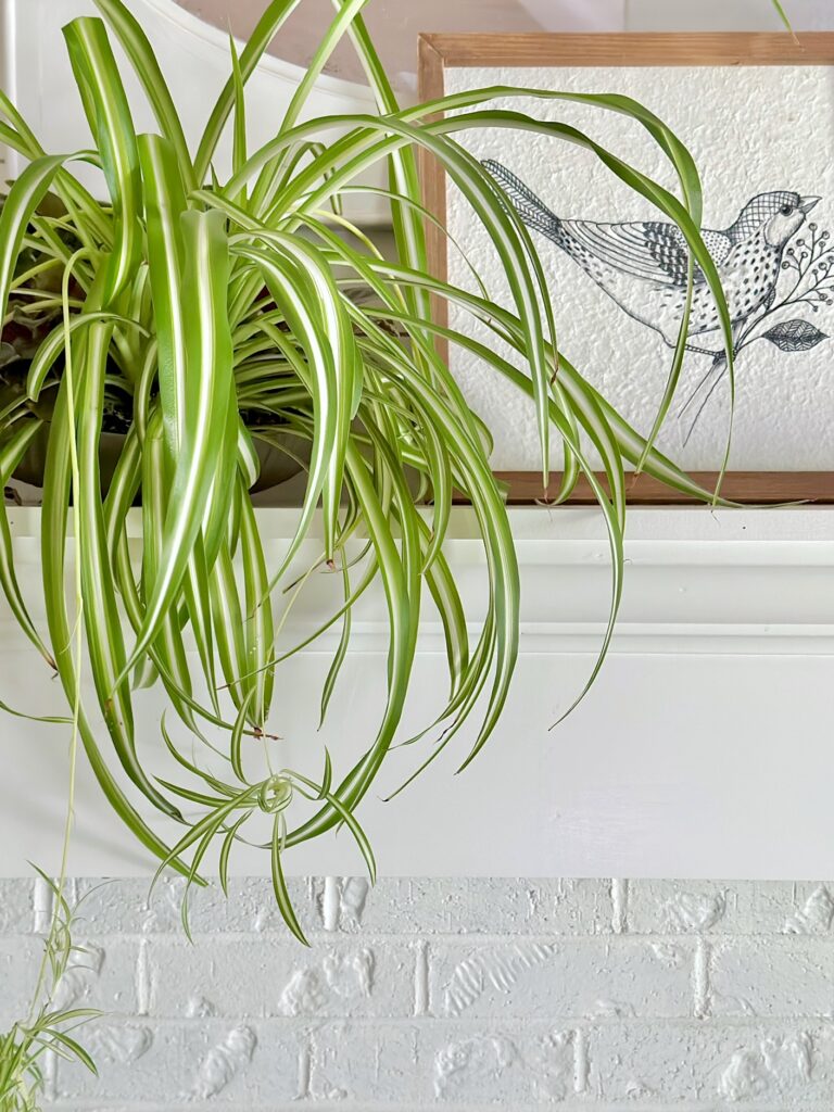 a spider plant on our mantel in front of a bird print. 