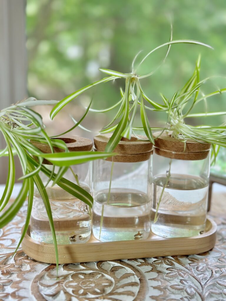 spider plant pups being propagated in 3 small glass containers. 