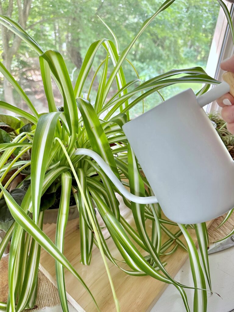 white watering can, watering a spider plants in front of a sunny window.
