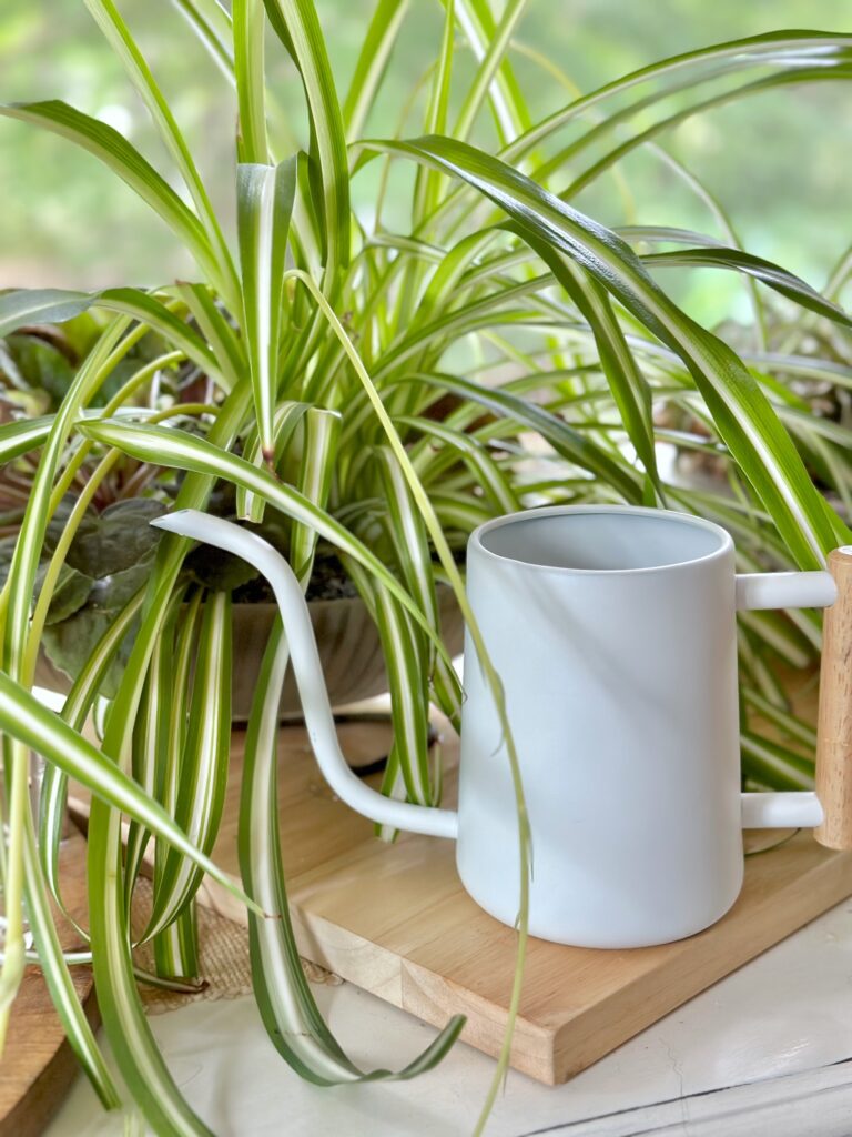 white watering can with spider plant.
