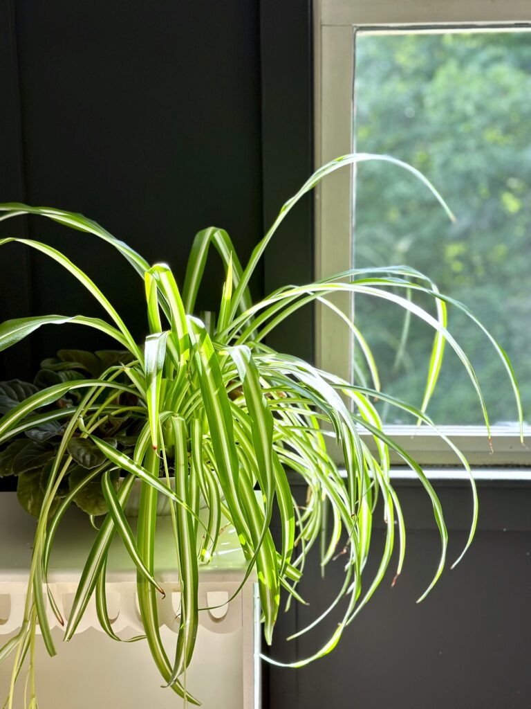 a spider plant soaking up the sun. 