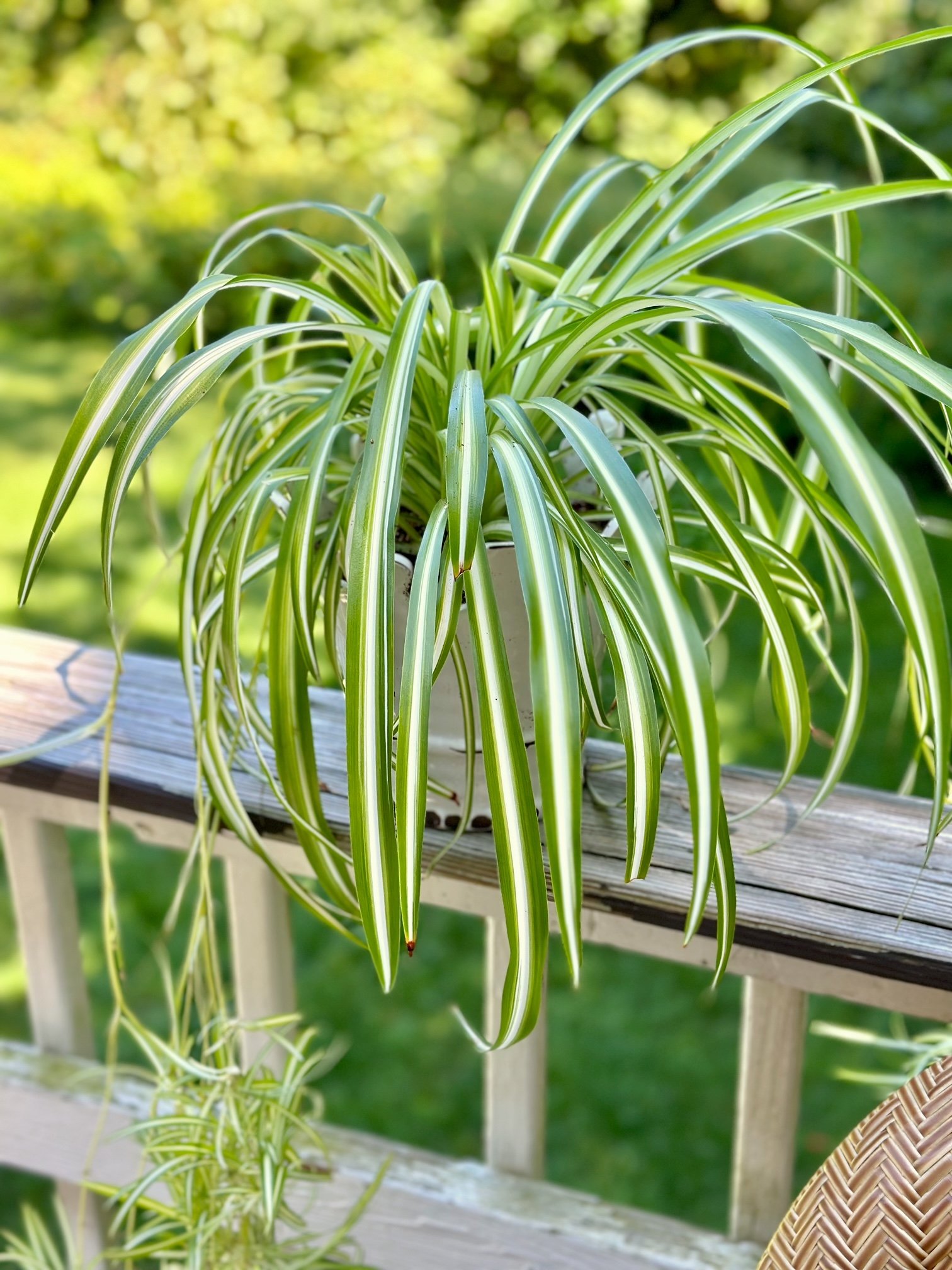 watch to see if the plant needs more soil.