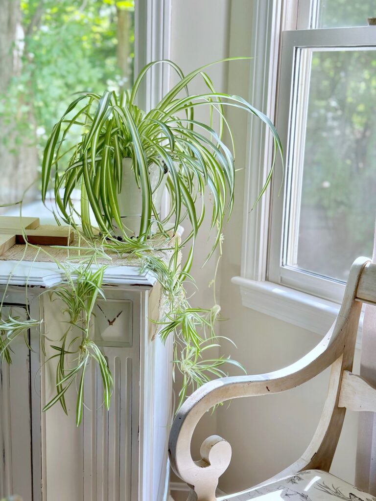 a spider plant on our buffet. 