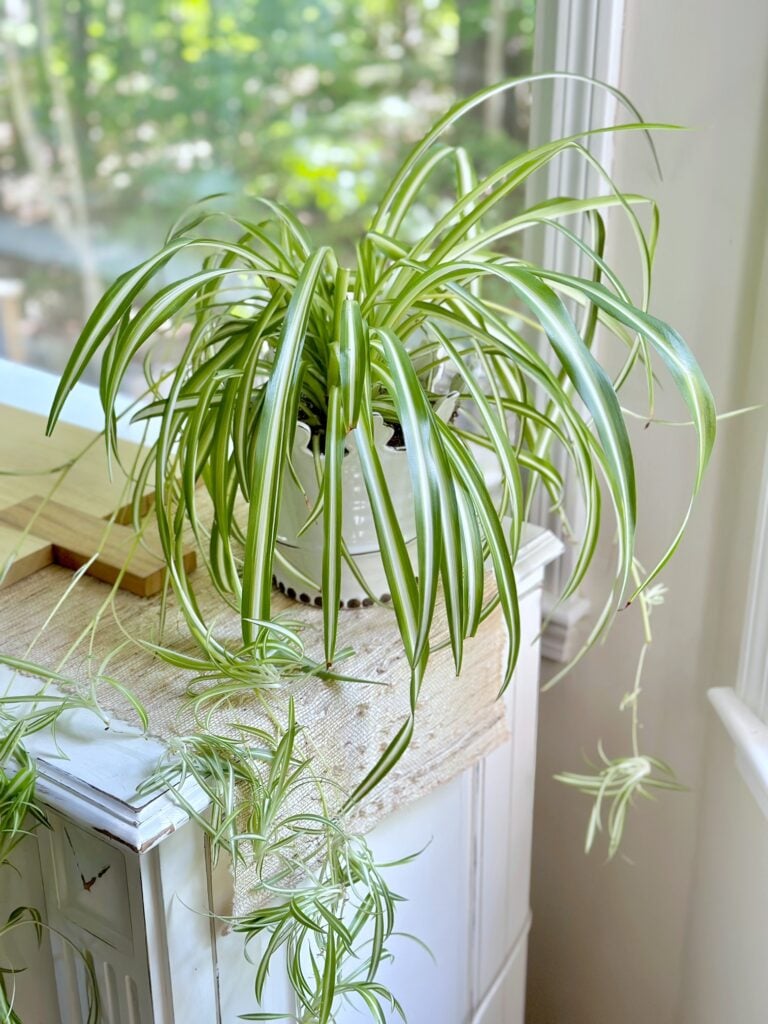 a beautiful spider plant thriving in a window. 