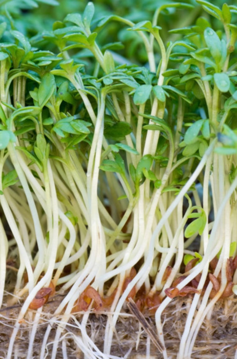 Watercress side shot where you can see the stems. 