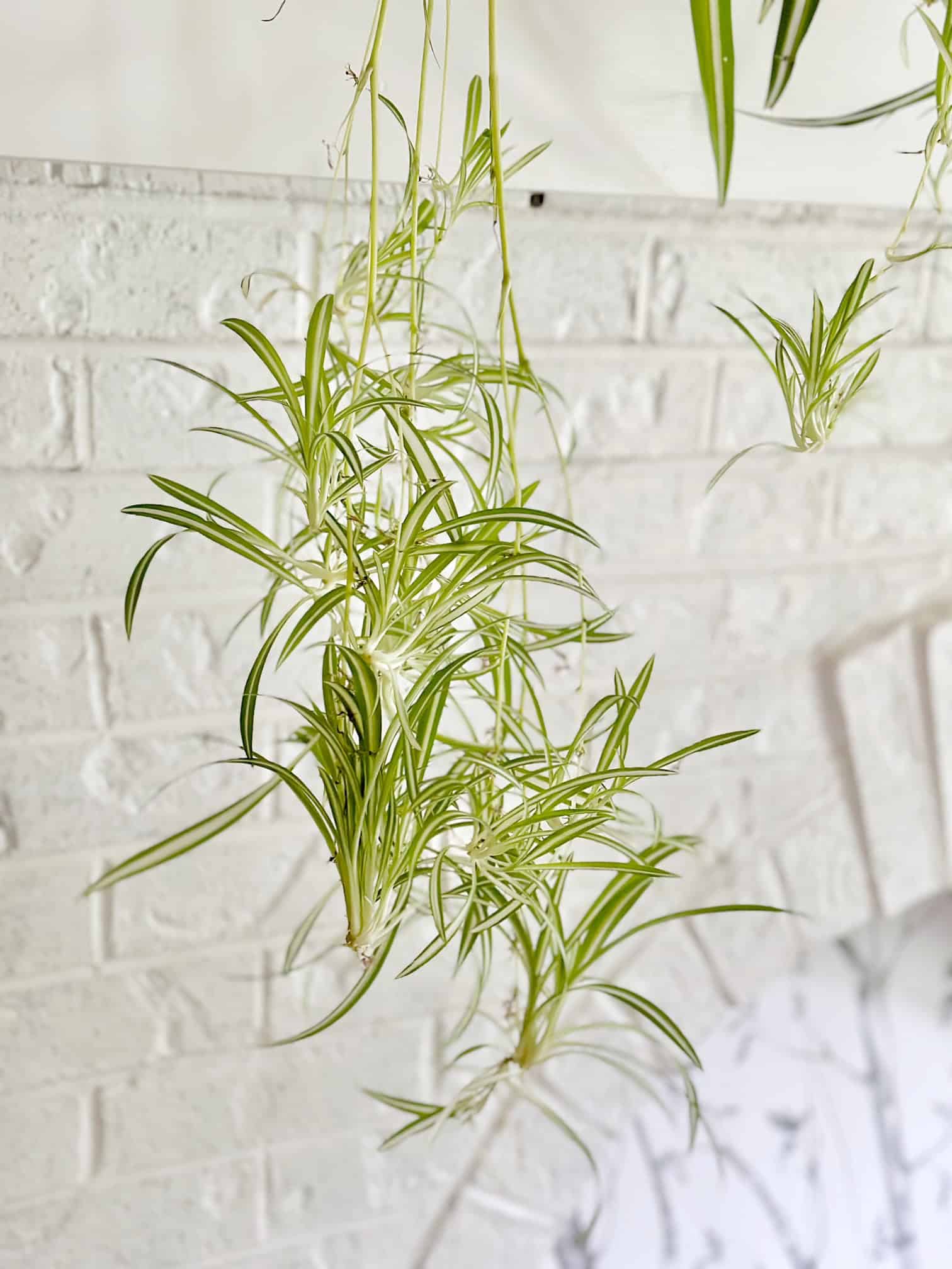 Spider plant babies hanging from a mantel. 