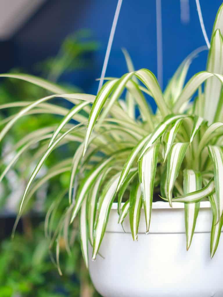 Hanging spider plant. 