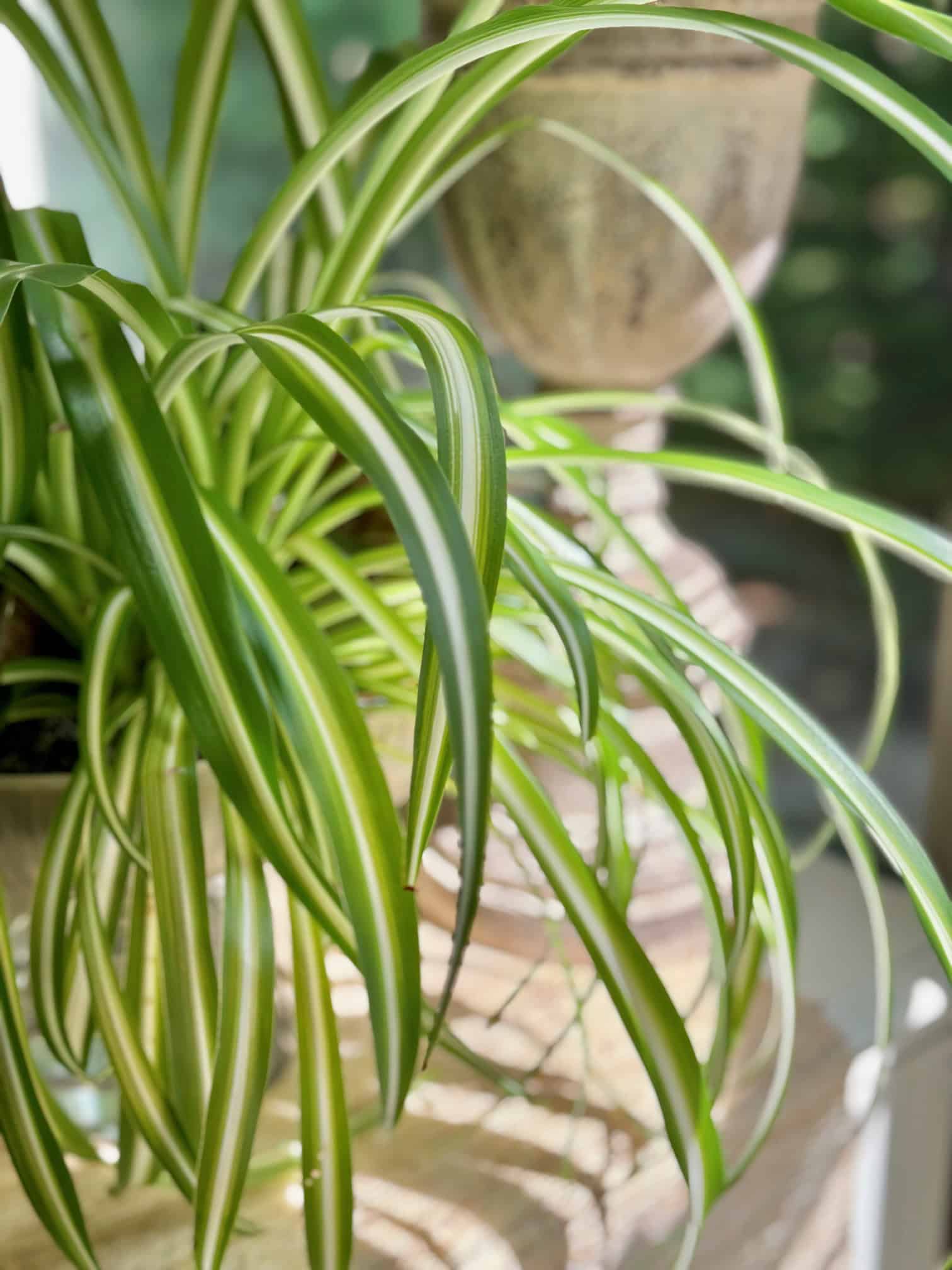 Healthy thriving spider plant in sunlight. 