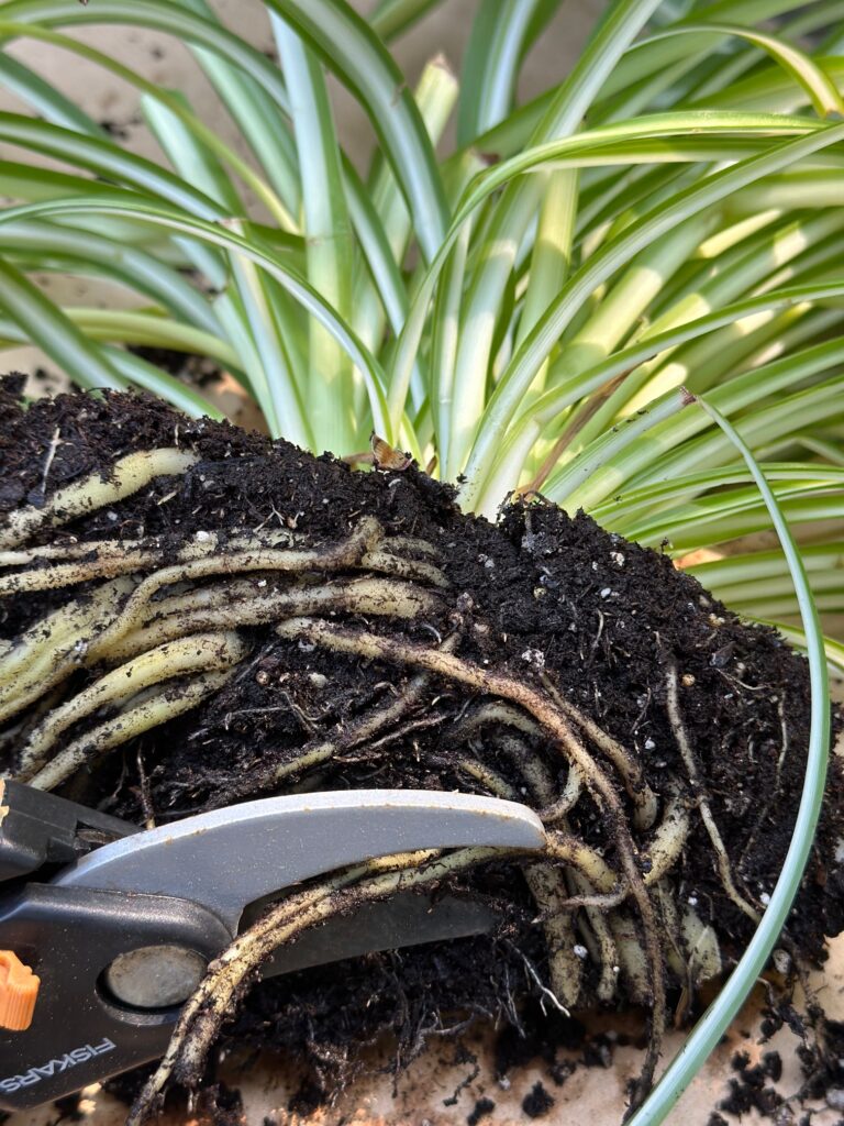 A plant that is root bound. The large roots are circling the soil. 