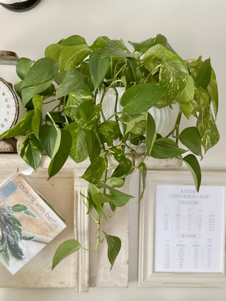 A droopy Pothos plant on a shelf in my kitchen. The typical perky leaves are all hanging.