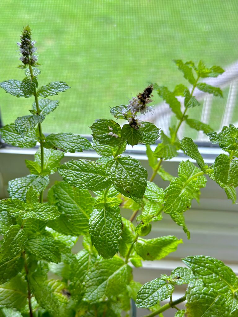 spear shaped blossoms on mint stems in front of a window. 