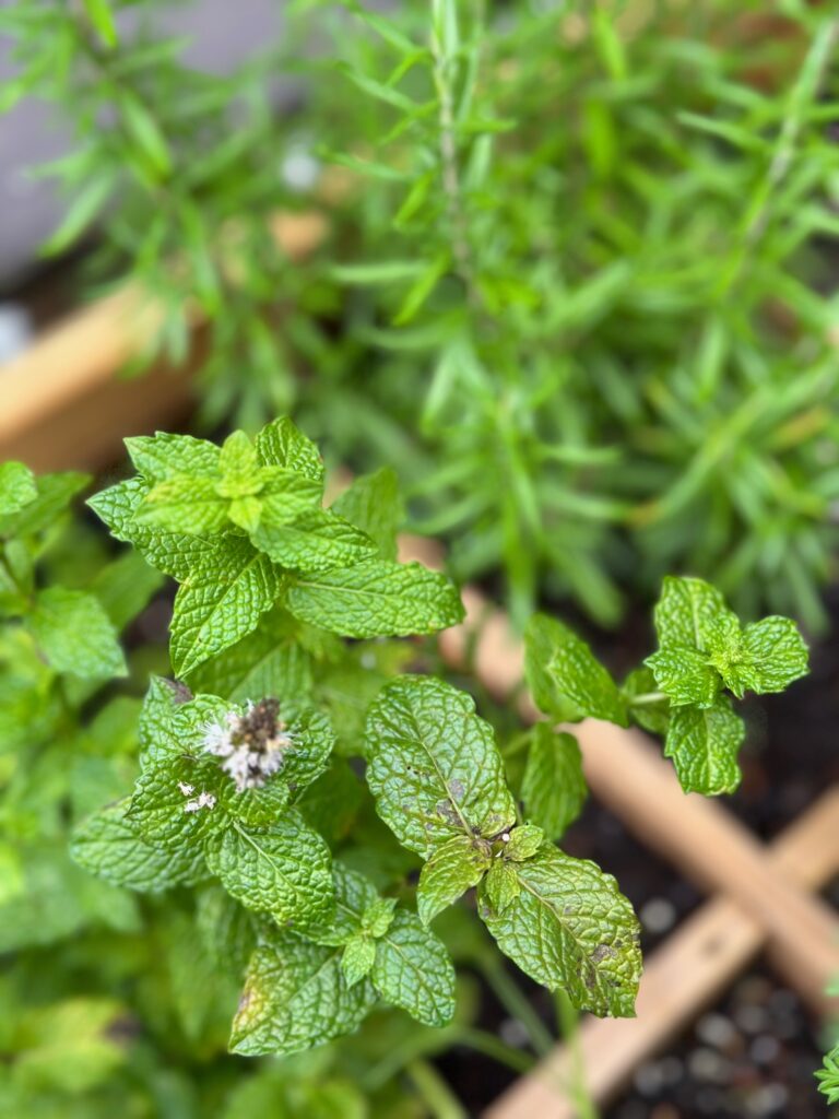 blooming mint plant in my raised herb garden. 