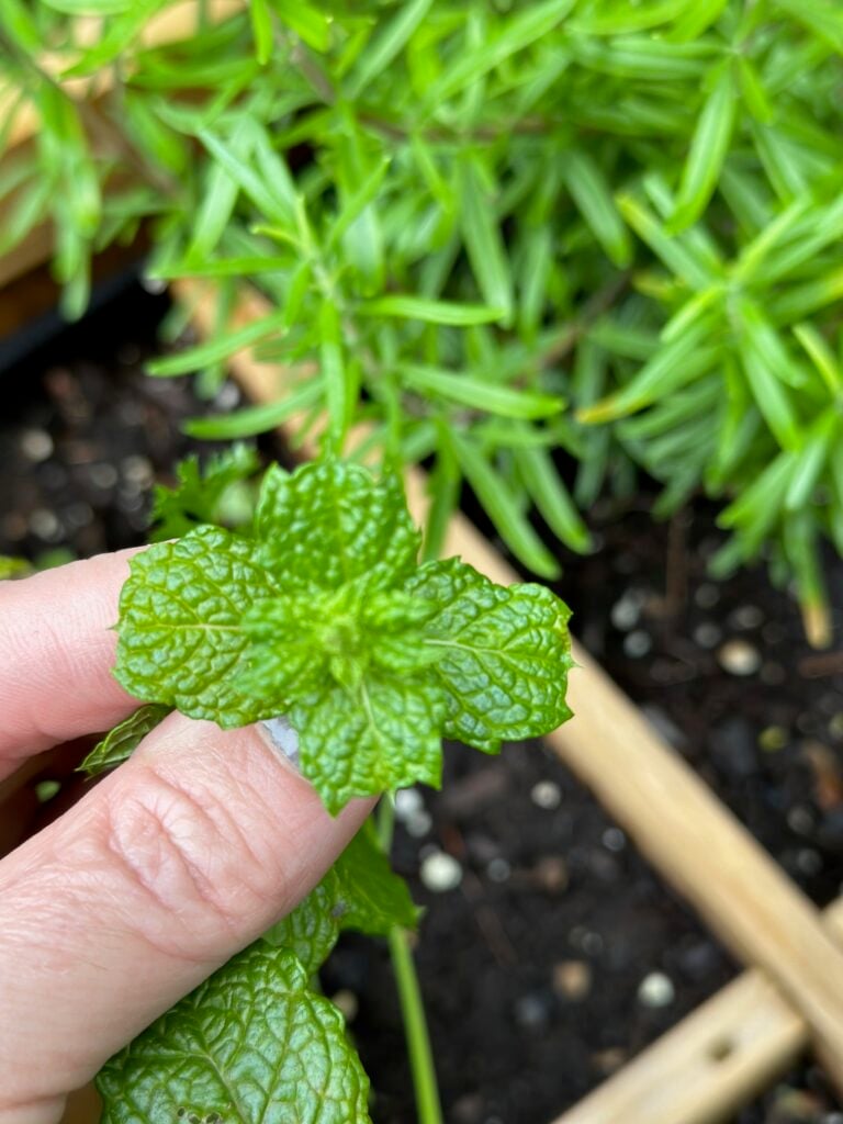 holding a baby mint plant. 