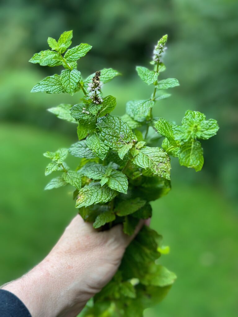 my hand holding a bundle of flowering mint.
