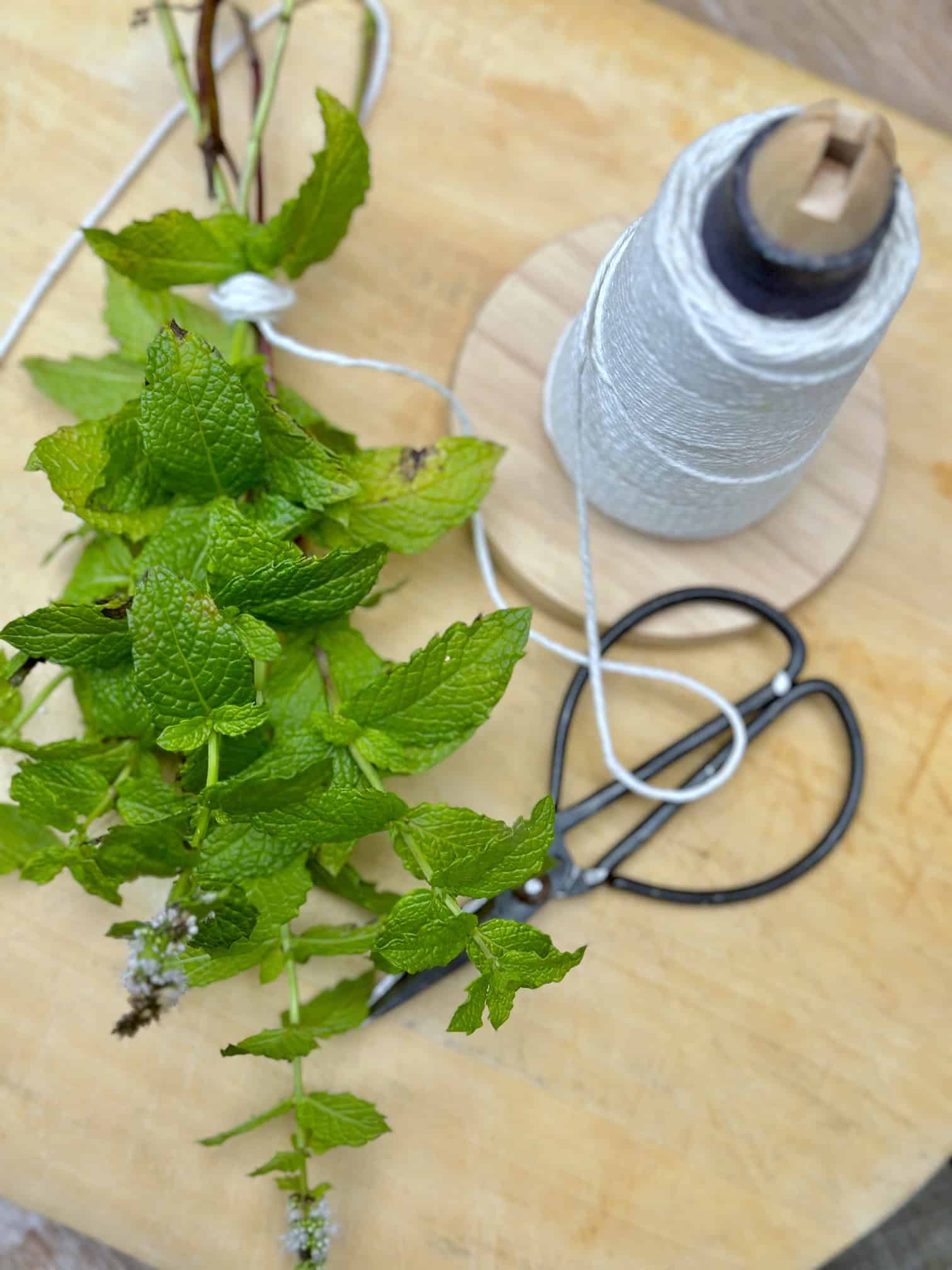 Flowering mine with twine and scissors. 
