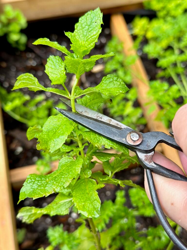 pruning mint with scissors. 