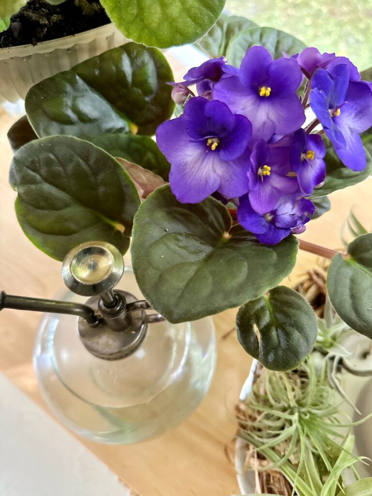 bright purple African Violet with yellow centers. With water spritzer on a board.