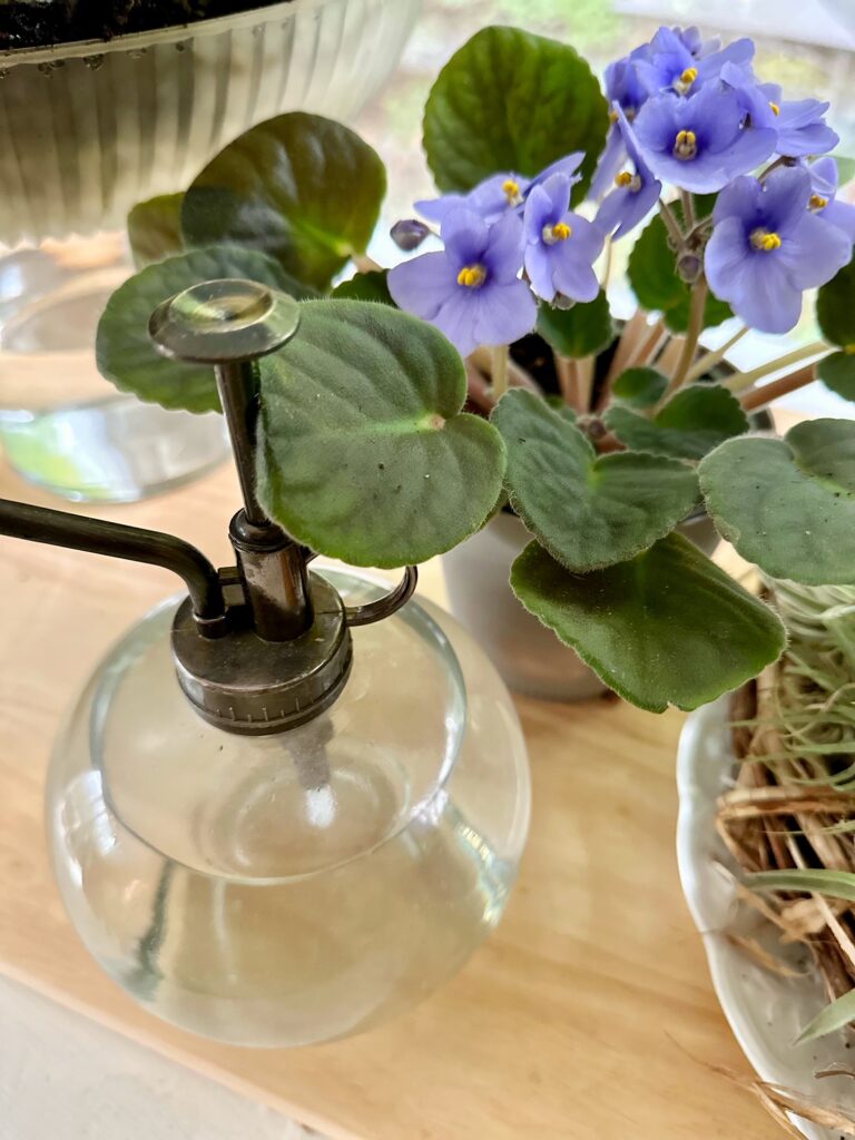 Light purple African violet plant with a plant mister bottle in front. 