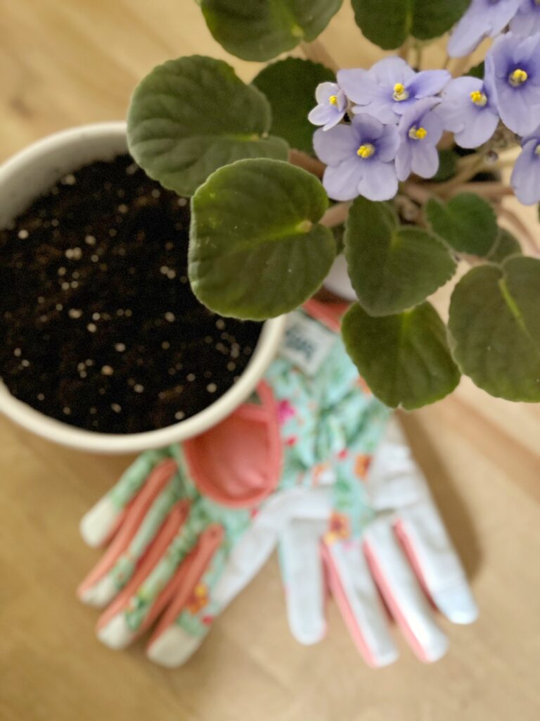 Bowl of soil, gardening gloves and a light purple African violet plant. 