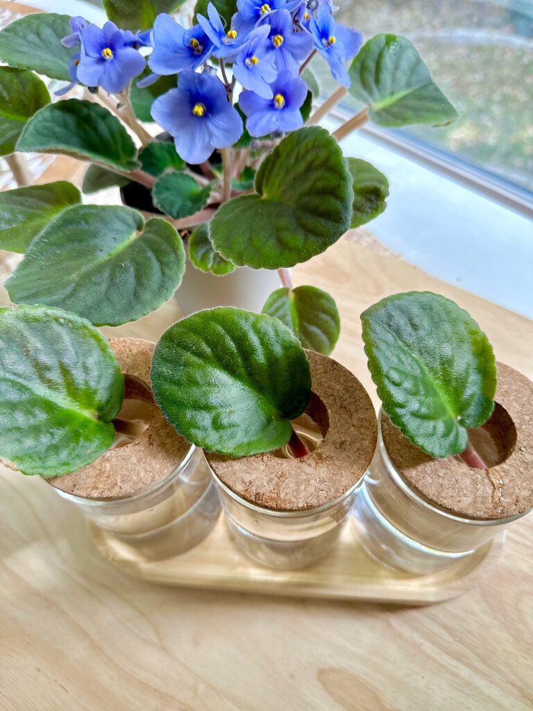 African violet leaves in a propagation station.