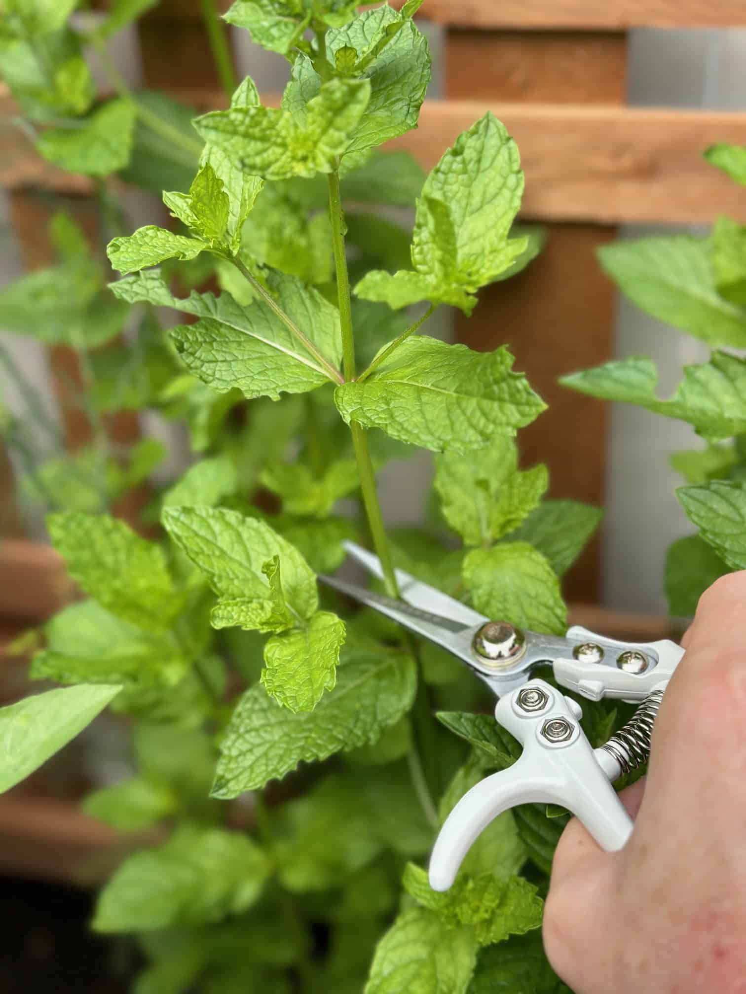 Snipping mint stem right above a leaf node. 