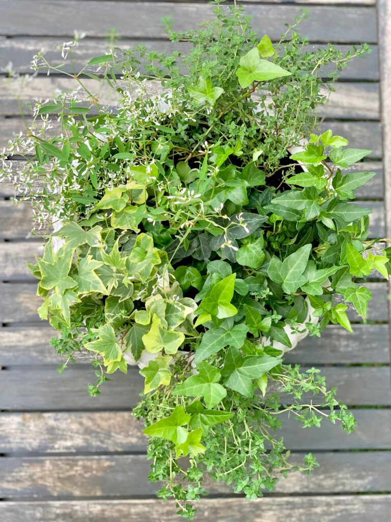 a top view of a planter with multiple plants in it.